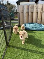 Prachtige maltipoo pups, Parvo, België, Overige rassen, 8 tot 15 weken