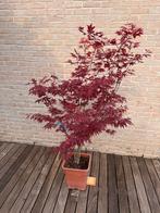 Japanse Esdoorn “acer palmatum atropurpureum”, Tuin en Terras, Planten | Bomen, Halfschaduw, Overige soorten, Lente, 100 tot 250 cm