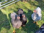 3 jonge wyandotte hennen  groothoender, Sexe inconnu, Poule ou poulet