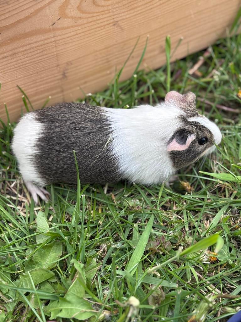 Cavia’s te koop, Mars, Domestique, Plusieurs animaux, Cobaye