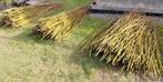 3 GROS  FAGOTS de Branches de Saule pour haies, Enlèvement, Autres espèces, Haie, 100 à 250 cm