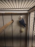 Mooie Blauwe Agapornis (Dwergpapegaai) met kooi, Dieren en Toebehoren, Vogels | Parkieten en Papegaaien, Tam