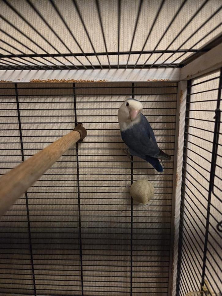 Mooie Blauwe Agapornis (Dwergpapegaai) met kooi, Animaux & Accessoires, Oiseaux | Perruches & Perroquets, Domestique