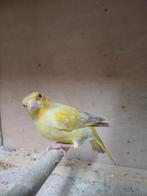 Groenvinken kleur mutaties  koppels