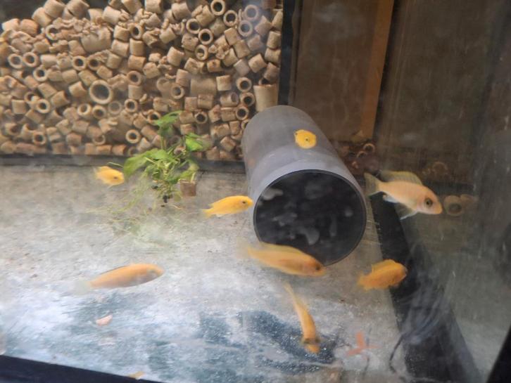 Malawi, Dieren en Toebehoren, Vissen | Aquariumvissen