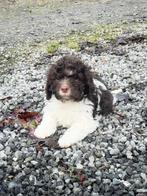 Du labradoodle ? choisissez un chien d'eau italien, Autres races, Plusieurs, Hépatite contagieuse (maladie de Rubarth), Belgique