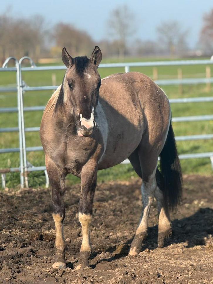 Prachtige Paint hengst, Animaux & Accessoires, Poneys, Étalon, Non dressé, Poney D (1.37 m à 1.48m), 0 à 2 ans, Avec pedigree