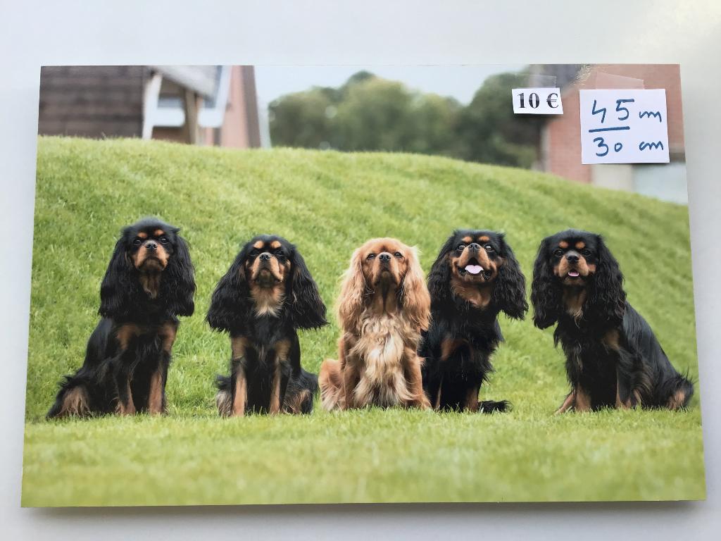 20 images à 10 euros par image, Maison & Meubles, Enlèvement ou Envoi, Comme neuf