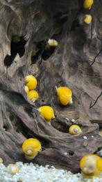 Appelslakken, Escargot ou Mollusque