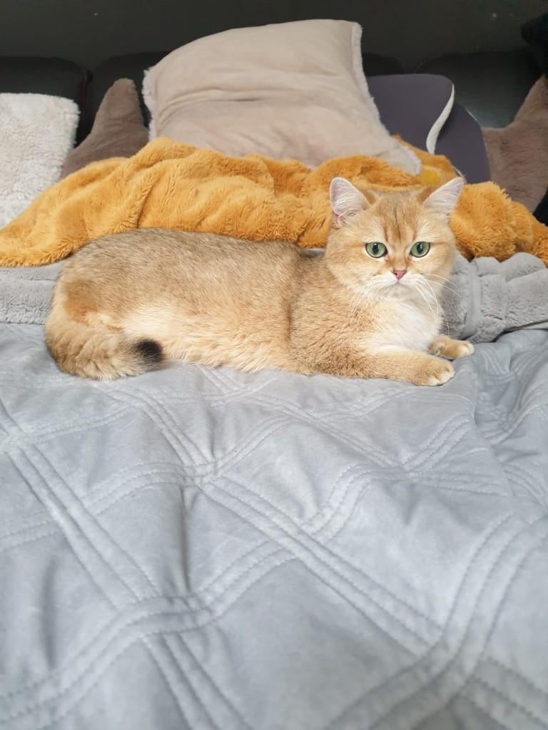 Britse korthaar, vrouwtje, Dieren en Toebehoren, Poes, Met stamboom, 0 tot 2 jaar