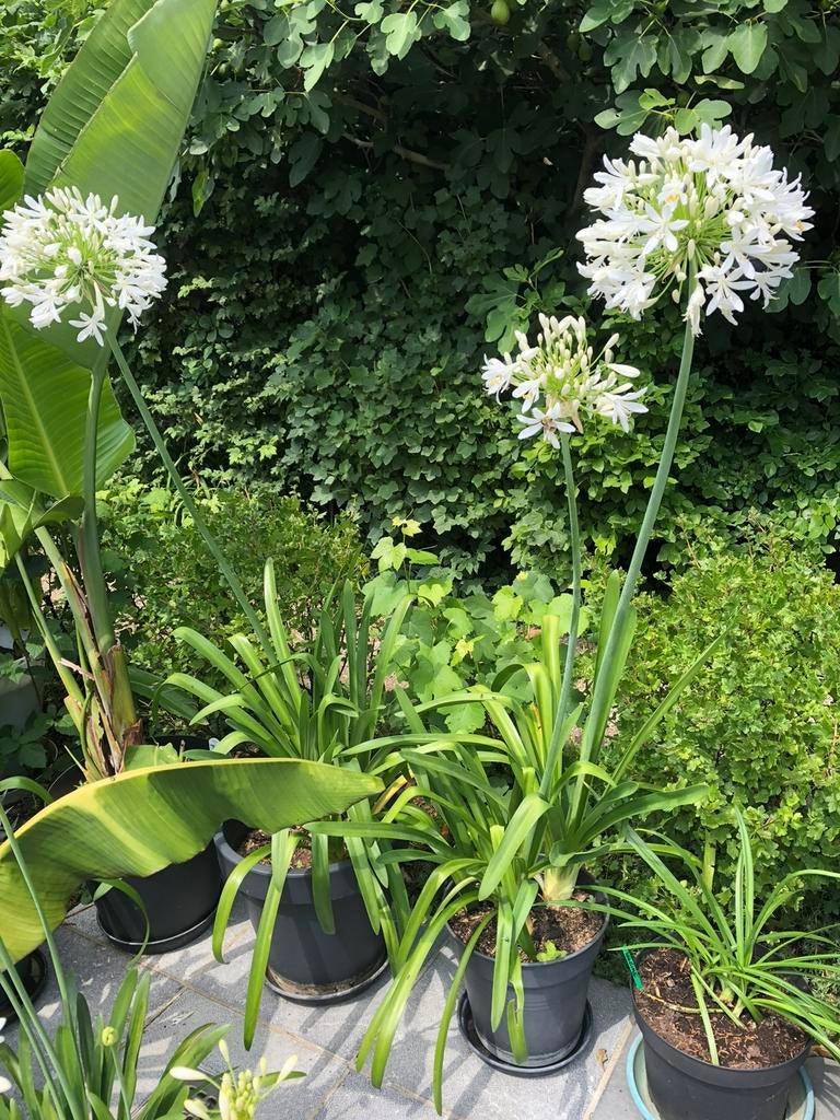 Agapanthus witte bloem 1m hoog, Ophalen