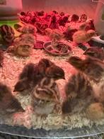 Kwartelkuikens jumbo net uitgekomen, Dieren en Toebehoren