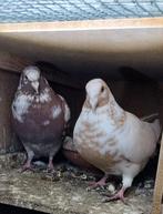 kleurpostduiven, Dieren en Toebehoren, Vogels | Duiven