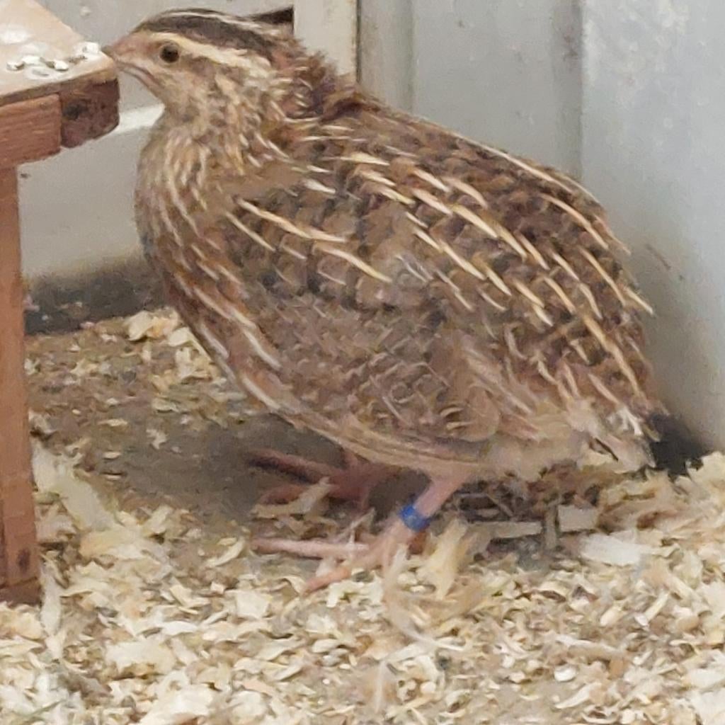 Broedeieren Japanse kwartels, Dieren en Toebehoren