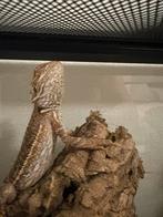 Jeu barbu avec terrarium, Enlèvement, Comme neuf