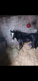 Hongre 6 ans à vendre