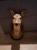 Taxidermie tête de chevreuil, Enlèvement ou Envoi