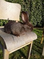 Duitse reus raszuivere konijnen zeldzame kleur, Animaux & Accessoires, Lapins
