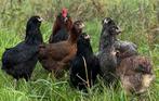Marans, Cream Legbar, Araucana et Eurocana, Poule ou poulet