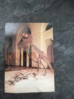 carte postale Gorgosaurus - dinosaure, Enlèvement ou Envoi