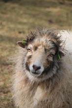 Ouessant, Meerdere dieren, Schaap