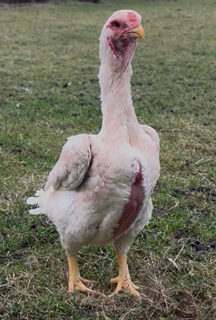 Yamato gunkei, Dieren en Toebehoren