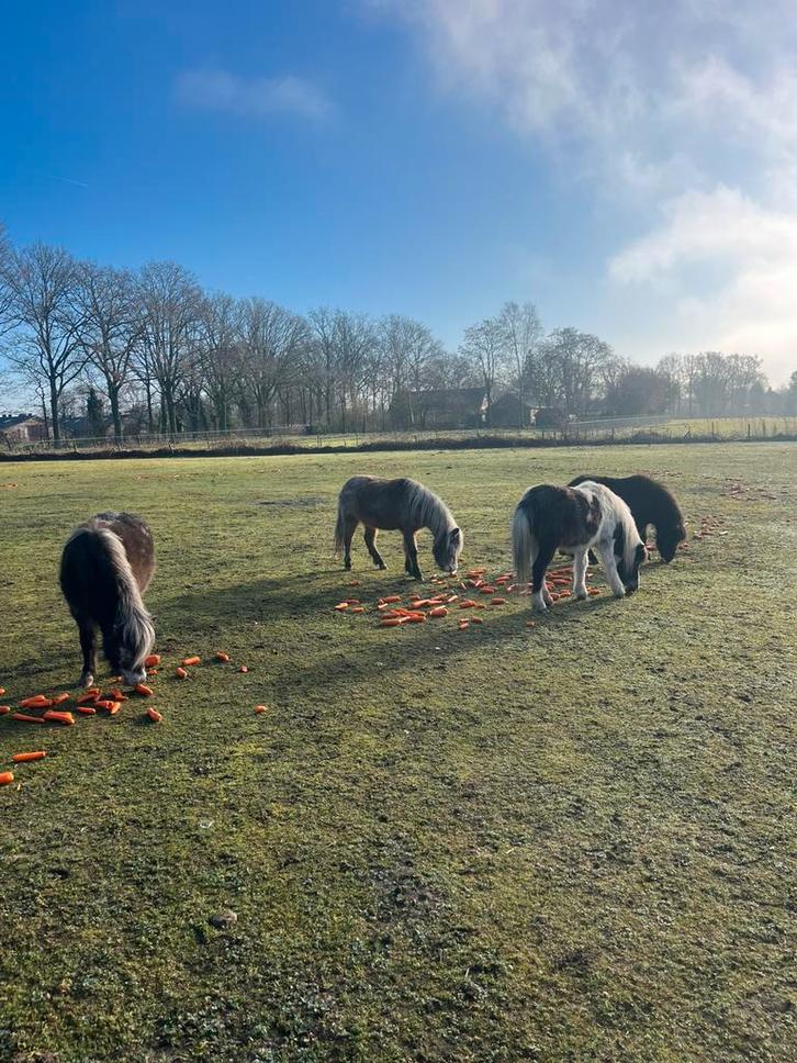 Diverse ponys te koop allemaal merries, Dieren en Toebehoren, Pony's, Merrie