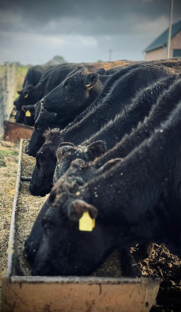 Wagyu koeien met kalf te koop, Dieren en Toebehoren, Vrouwelijk, 3 tot 6 jaar