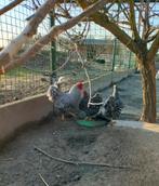 Broedeieren Gestreepte Wyandotte, Dieren en Toebehoren, Meerdere dieren, Kip