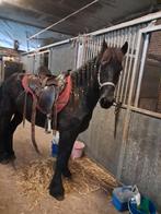 Friese merrie zoekt 5 sterren huisje