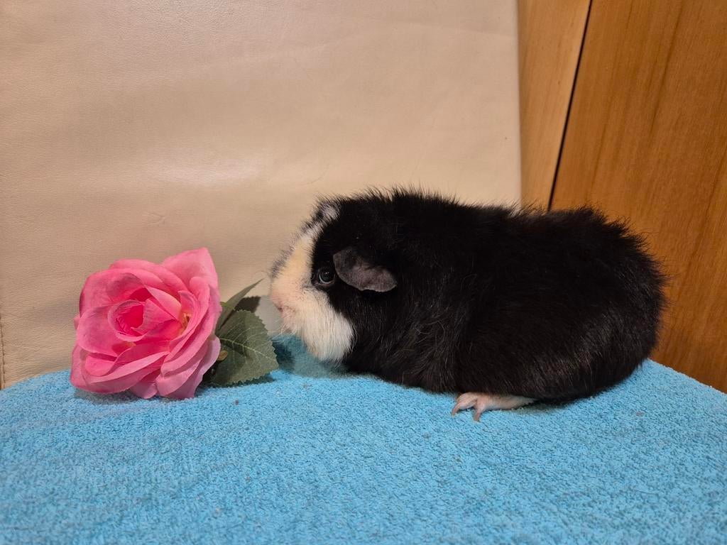 2 mooie lieve US TEDDY cavia zeugjes, Dieren en Toebehoren, Knaagdieren, Vrouwelijk, Cavia, Mei, Tam