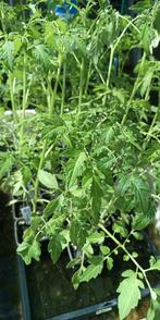 tomatenplanten van 25 soorten tomaten, Tuin en Terras, Planten | Tuinplanten, Ophalen