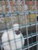 Zijdehoen haan, Dieren en Toebehoren, Vogels | Overige Vogels