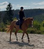 Très belle jument de 5 ans- Zeer mooie 5-jarige merrie, Animaux & Accessoires, Chevaux, Jument