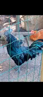 Ayam cemani kippen, Dieren en Toebehoren