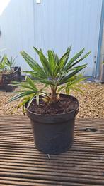 palmboom, Tuin en Terras, Planten | Bomen, Bloeit niet, Halfschaduw, Minder dan 100 cm, Palmboom