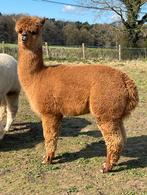 Dekrijpe alpaca hengst, Octobre, Mâle