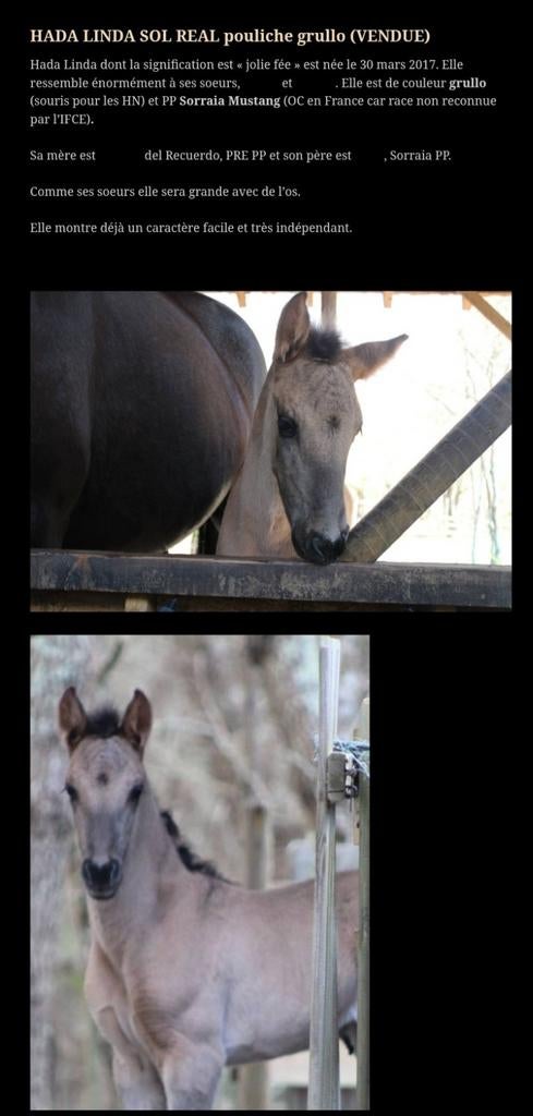 Spanish mustang,  Lusitano, Animaux & Accessoires, Chevaux, Jument, Débourré
