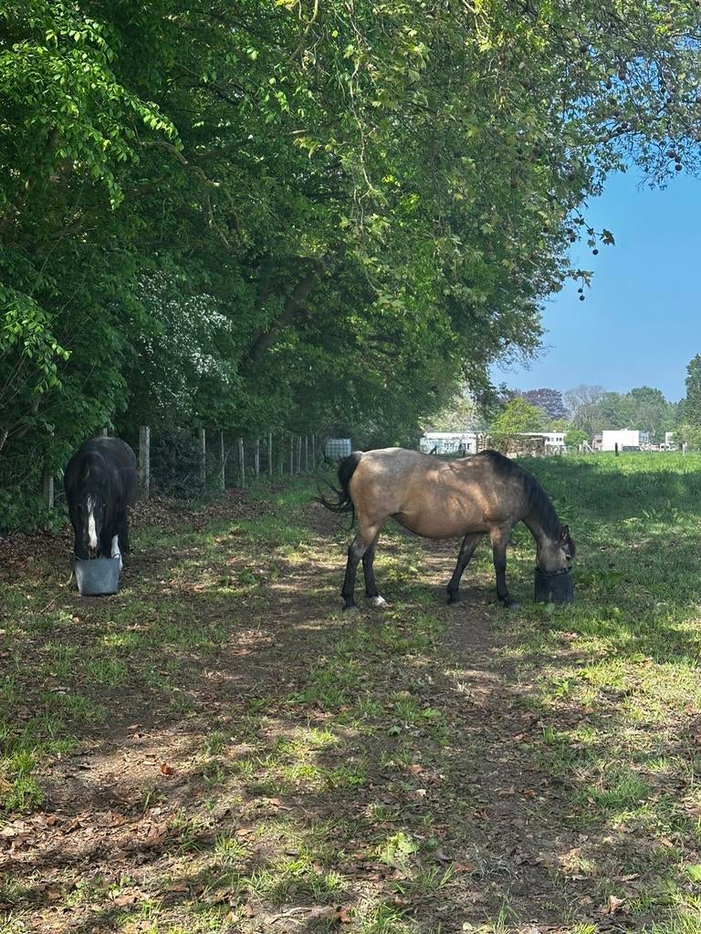 Weide te huur/ of te koop gezocht te aalst,erembodegem, Animaux & Accessoires, Chevaux