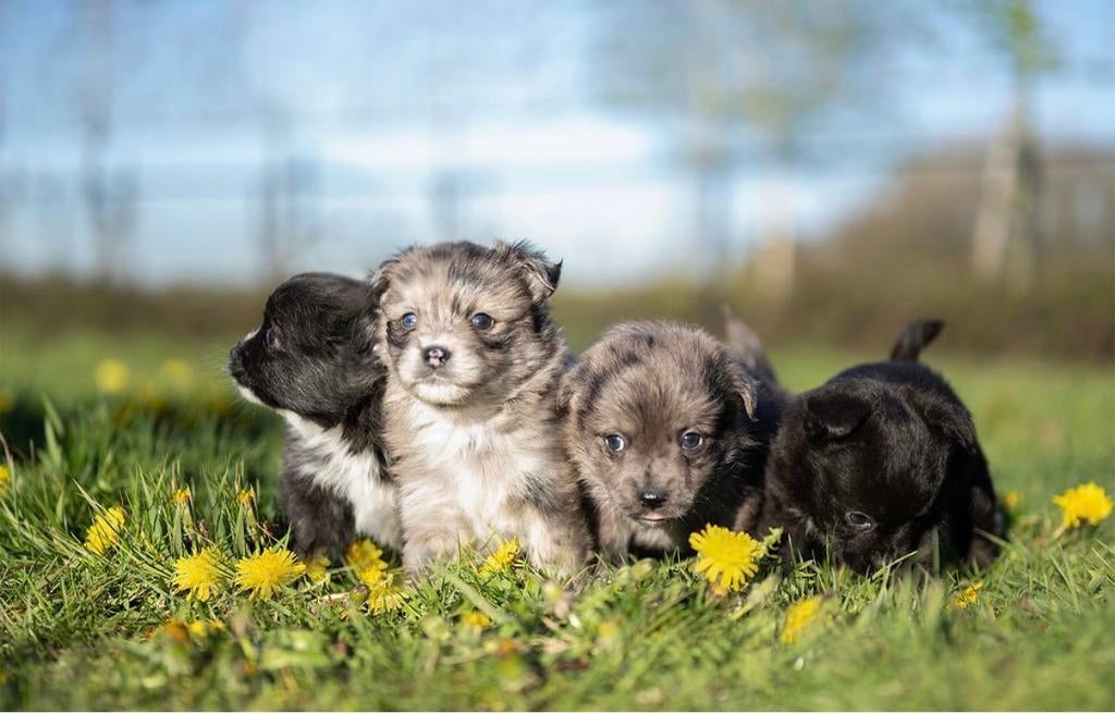 Lieve, unieke pups chihuahua x westie, Dieren en Toebehoren, Honden | Chihuahua's en Gezelschapshonden, Reu, Chihuahua, Fokker | Professioneel