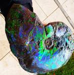 canadian large ammonite opalised iridescent Placenticeras XL, Envoi, Fossile