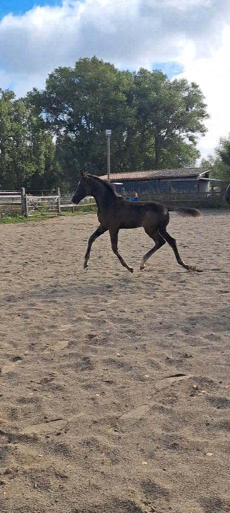 Dressuurhengst juni 2024, Dieren en Toebehoren, Paarden, Hengst, Niet van toepassing, 175 cm of meer, 0 tot 2 jaar, Dressuurpaard