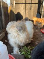 2 jonge USA zijdehoen haantjes - gratis, Dieren en Toebehoren, Pluimvee