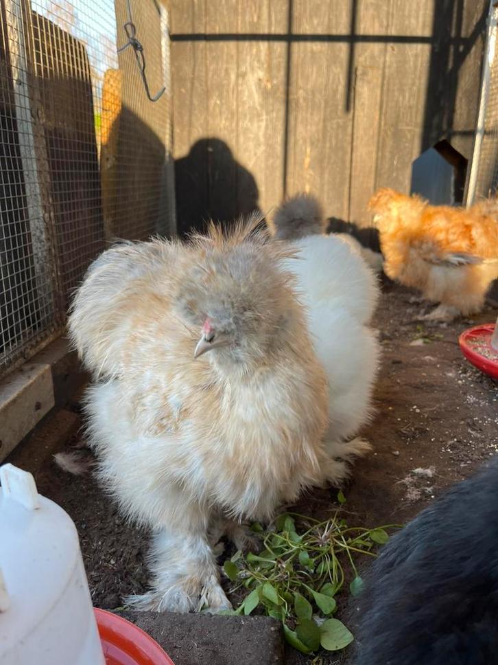 2 jonge USA zijdehoen haantjes - gratis, Animaux & Accessoires, Volatiles