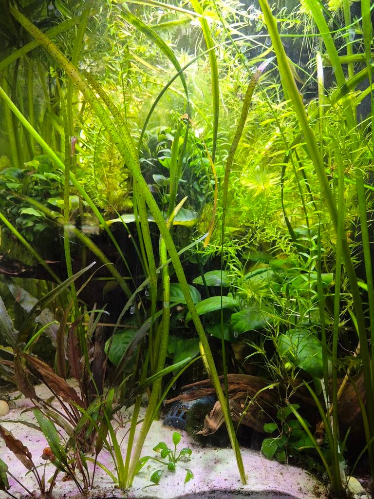 Verschillenda aquarium planten te veel, Tuin en Terras, Ophalen