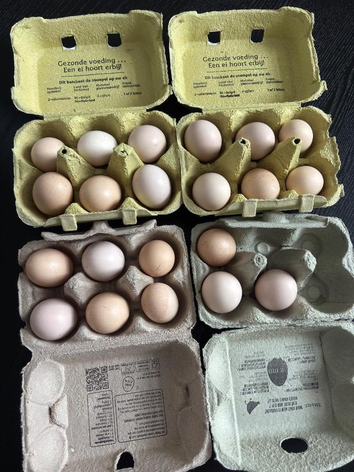 Broedeieren zijdehoen 3€/ei, Dieren en Toebehoren, Pluimvee, Kip, Geslacht onbekend