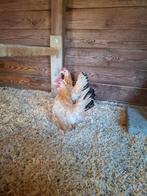 serama hennen, Dieren en Toebehoren, Pluimvee