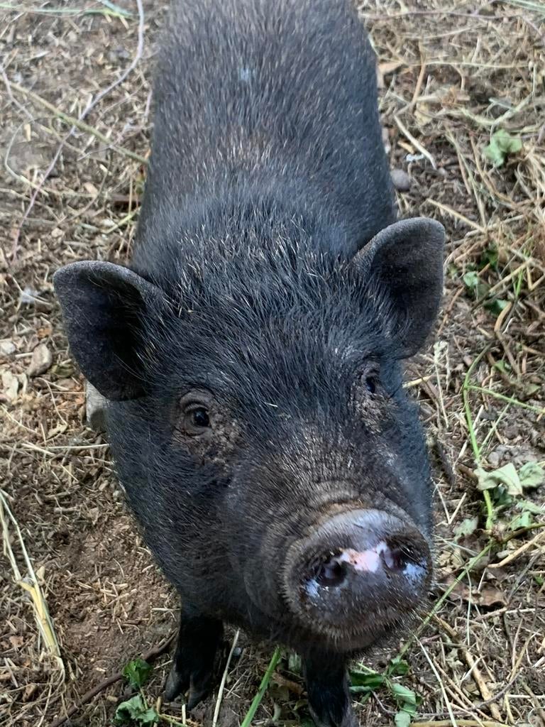 Handtam Hangbuik varkens gottinger tamme mini varkens, Plusieurs animaux, Porcs, 3 à 5 ans