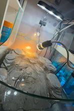 2 jonge schildpadjes terarium/eten & alle toebehoren, Dieren en Toebehoren, Ophalen, Nieuw, Overige typen