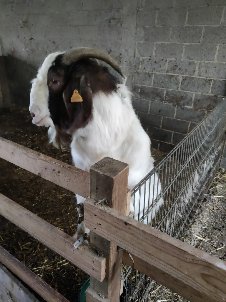 boergeit ram, Dieren en Toebehoren, Mannelijk, Geit, 0 tot 2 jaar